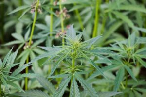 hemp products